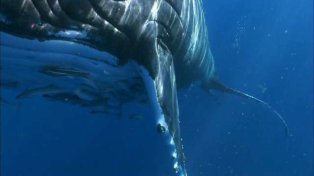座头鲸的母鲸和幼鲸与鮣鱼(鱼科)附着在它们身上，浮在南太平洋汤加的水面上视频下载