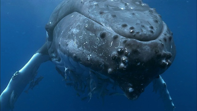 座头鲸(Megaptera novaeangliae)幼鲸在水面下滚动，旁边是母鲸/靠近母鲸，鮣鱼(鱼科)紧贴着喉咙槽/南太平洋汤加视频下载