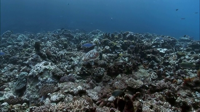 在南太平洋汤加的珊瑚上低游的海龟和鱼视频下载