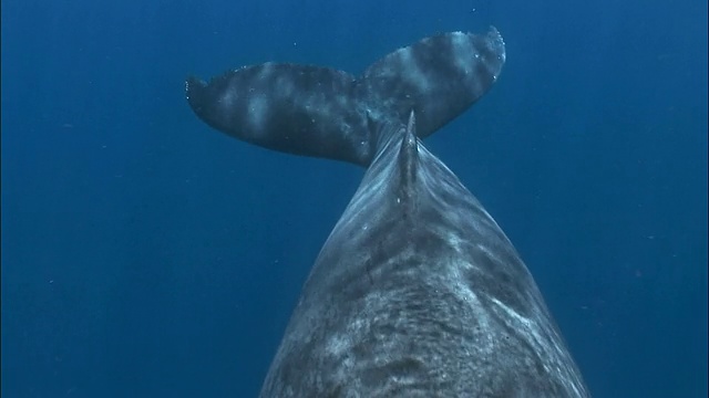 座头鲸(新Megaptera novaeangliae)的母鲸和幼鲸在水面下游泳，与鮣鱼(鱼科)在一起/在摄像机下经过/汤加，南太平洋视频下载
