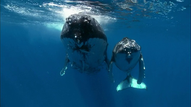座头鲸(新巨翅目)母鲸和幼鲸带着鮣鱼在南太平洋汤加海面下游泳视频下载