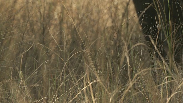 印度大象走过草地/印度视频素材
