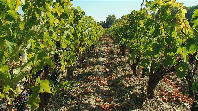葡萄种植在葡萄园/波尔多，吉伦德，法国视频素材