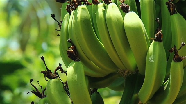 一串绿香蕉在树上/马达加斯加的贝贝湾视频下载