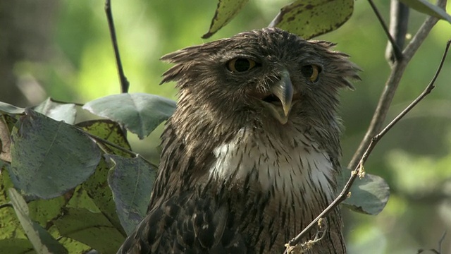印度中央邦，树上的棕色鱼鸮(Bubo zeylonensis或Ketupa zeylonensis)视频素材