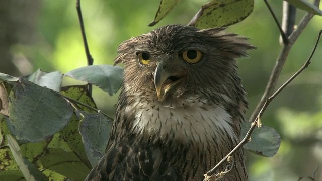 印度中央邦，树上的棕色鱼鸮(Bubo zeylonensis或Ketupa zeylonensis)视频素材