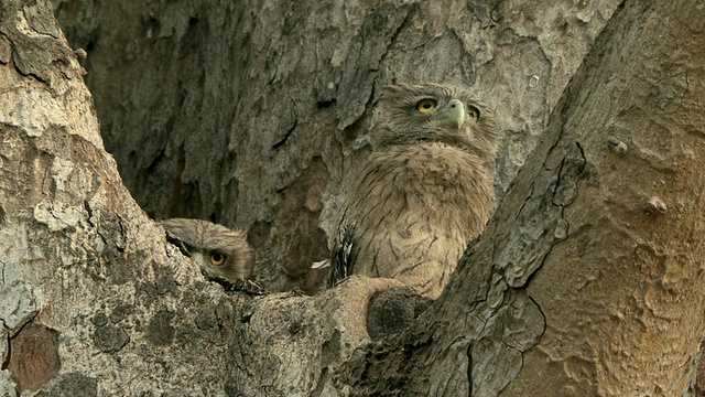 印度中央邦树上的两只棕色猫头鹰雏鸟(Bubo zeylonensis或Ketupa zeylonensis)视频下载