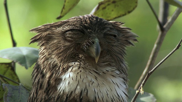CU棕色鱼鸮(Bubo zeylonensis或Ketupa zeylonensis)睡在树上/印度中央邦视频素材