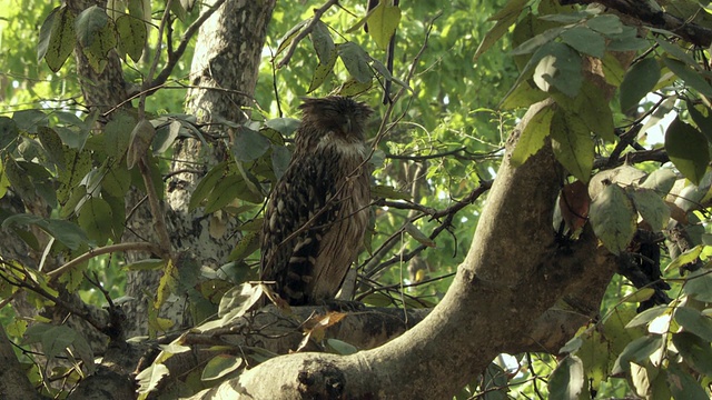 WS棕色鱼鸮(Bubo zeylonensis或Ketupa zeylonensis)睡在树上/印度中央邦视频素材