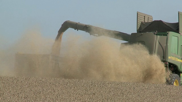 MS PAN联合收割机收获小麦，将谷物倒入拖拉机中视频下载