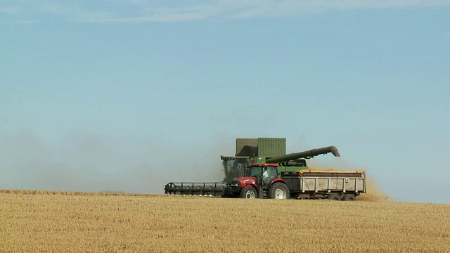 WS PAN联合收割机收获小麦，将谷物倒入拖拉机中视频下载