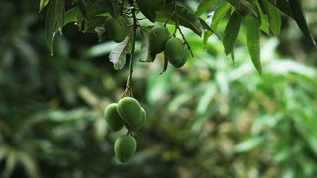 悬挂在热带树上的水果视频下载