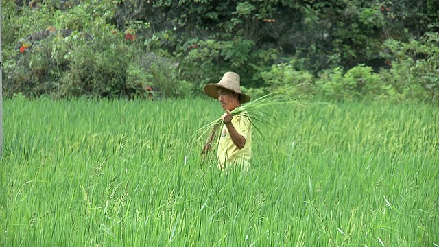 WS农民在水稻上采摘秸秆/阳朔，广西，中国视频素材