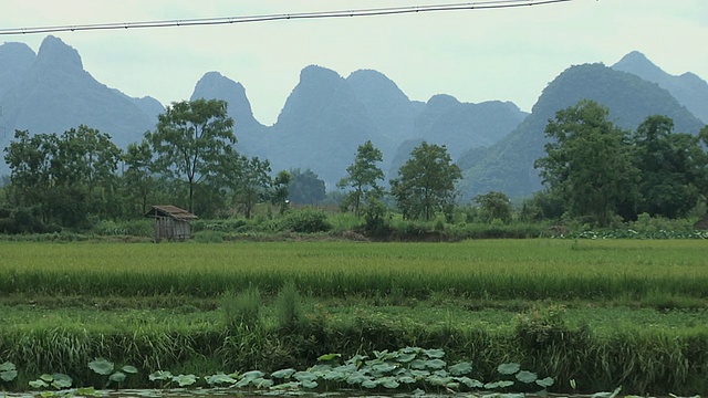 WS远距离水稻和喀斯特丘陵的乡村景观/阳朔，广西，中国视频下载