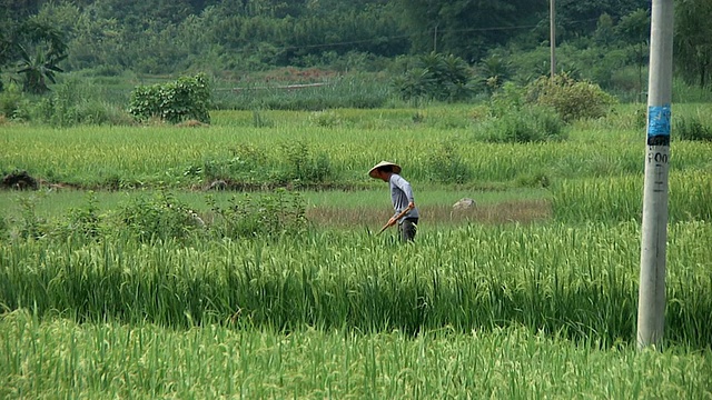 WS农民在稻田里工作/广西阳朔视频素材