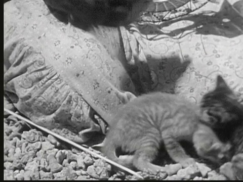 1949年，蒙太奇土著妇女坐在外面的地上编织篮子。铜小猫玩。猪的钢笔。马绍尔群岛的利基普视频下载