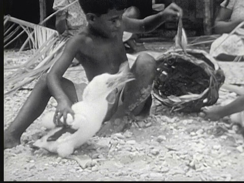 1949年，马绍尔群岛，当地男孩给信天翁喂鱼，当地妇女在背景中制作篮子芦苇视频下载