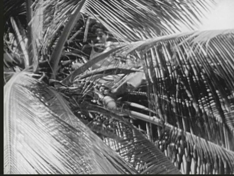 1949年蒙太奇赤足土著男孩爬上椰子树顶，用脚撞倒椰子。椰子掉到地上。马绍尔群岛的利基普视频下载