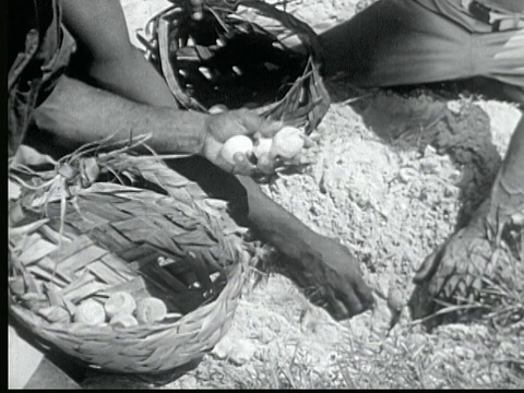 1949年，年轻男子在海滩上用手挖海龟蛋。把鸡蛋放在篮子里/马绍尔群岛的Likiep视频下载