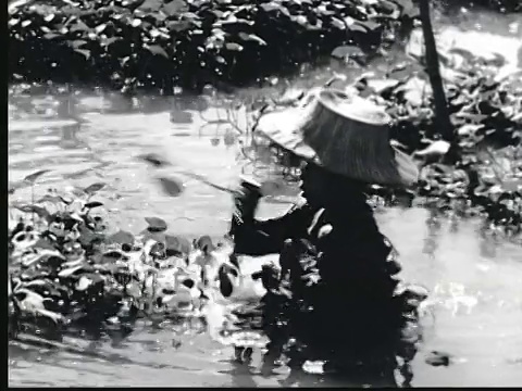 1948年班戈蒙太奇运河。一个女人在采摘西洋菜。男子杆舢板船/ Bango，泰国视频下载
