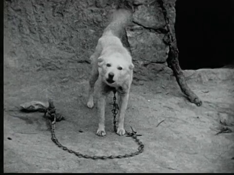 1925年，被拴在木桩上的白卡比尔狗对着摄像机吠叫，突尼斯奈夫塔视频素材