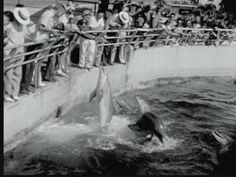 1948年蒙太奇训练海豚跳出水面，从训练员手中抓鱼，美国佛罗里达圣奥古斯丁视频下载