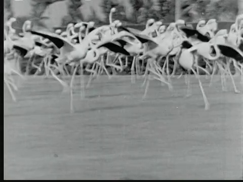 1948年，火烈鸟在美国佛罗里达州迈阿密海莉亚赛马场奔跑视频下载