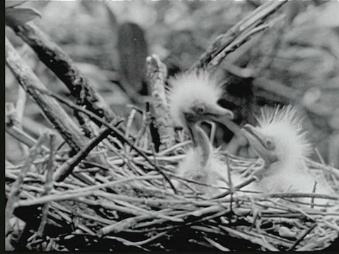 1948年，大白鹭栖息在大沼泽地国家公园。小苍鹭+雏鸟巢/佛罗里达，美国视频下载