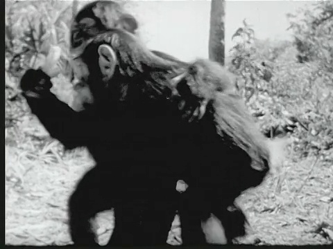 1948年，两只可爱的黑猩猩拥抱并吃东西，美国佛罗里达视频下载