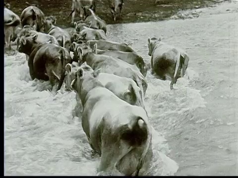 1924年，美国南达科他，奶牛穿过河流的急流视频素材