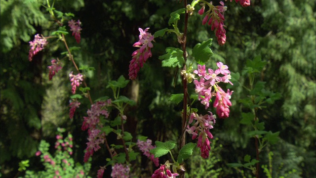 MS高灌木与粉红色的花在微风中吹/波特兰，俄勒冈，美国视频素材