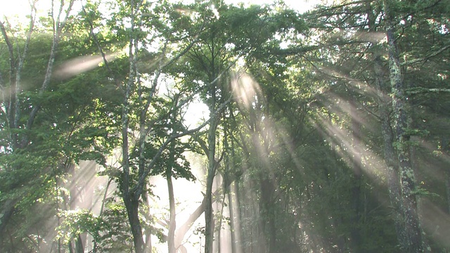 阳光透过薄雾缭绕的森林视频素材