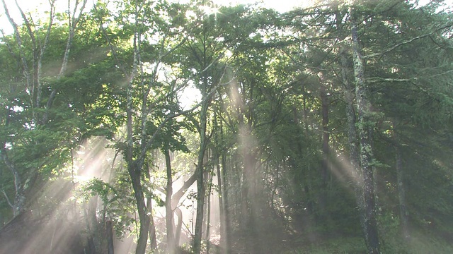 阳光透过薄雾缭绕的森林视频素材