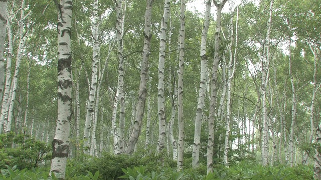 树在森林里视频素材