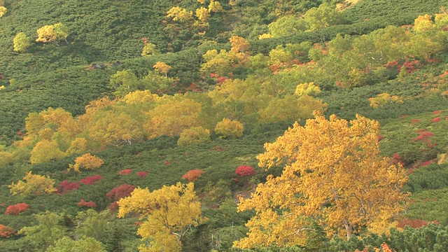秋叶森林视频素材