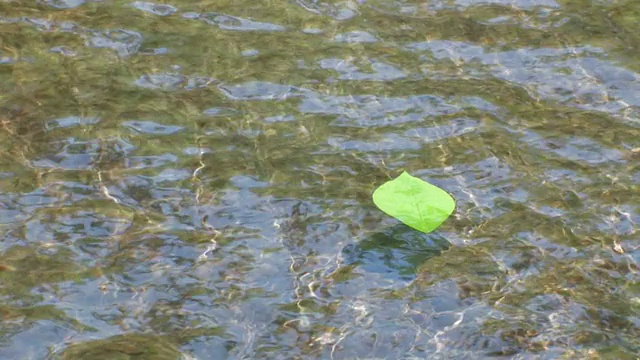 CU绿色的叶子漂浮在河上视频素材