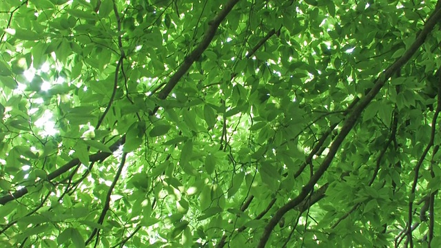 PAN阳光透过绿叶的树枝视频下载