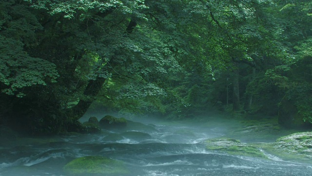 河流穿过雾蒙蒙的森林视频素材