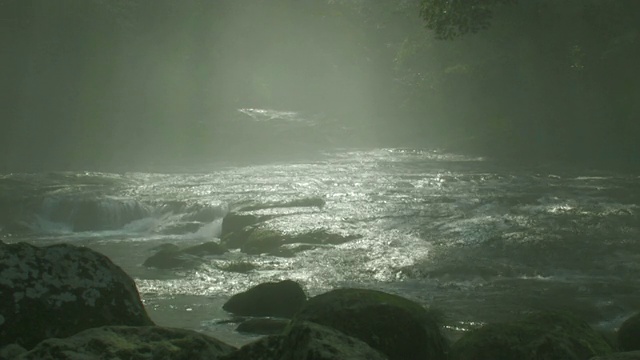 穿过森林的河流视频素材