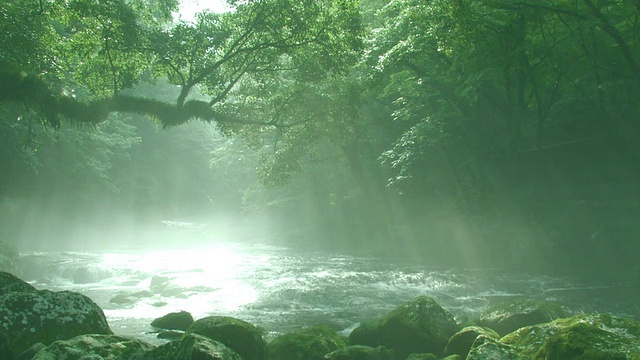 穿过森林的河流视频素材