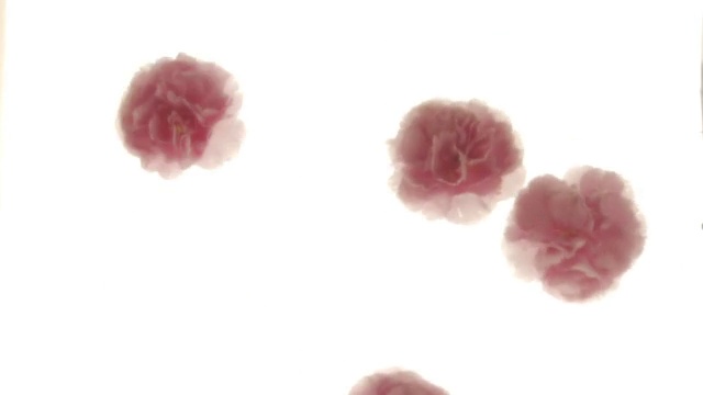 CU HA粉红色康乃馨花漂浮在水上视频下载