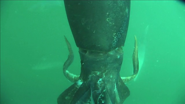 美国加州圣巴巴拉，洪堡乌贼(Dosidicus gigas)用触须触摸相机，然后游开视频下载