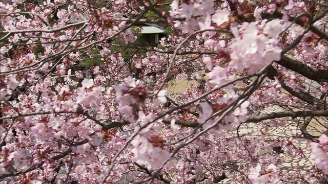 樱花和庭院小池塘装饰桥和佛教寺庙/京都，京都县，日本视频下载