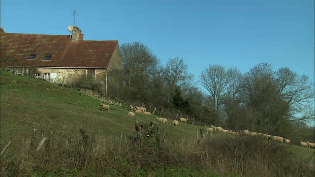 WS农场与羊群/勃艮第，法国视频下载