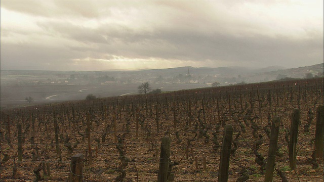 雾天的佐孜葡萄园和遥远的村庄/勃艮第，法国视频素材