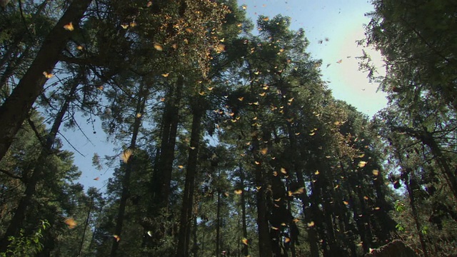 WS黑脉金斑蝶群飞行/ El Rosario黑脉金斑蝶生物圈保护区，Michoacán，墨西哥视频下载