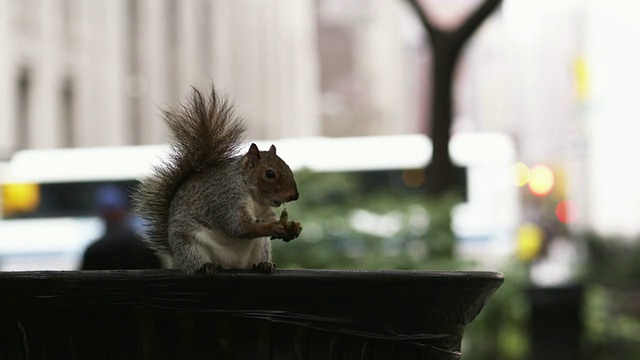 松鼠在麦迪逊广场公园，曼哈顿，纽约市，美国视频下载