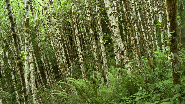 树木和蕨类植物视频下载