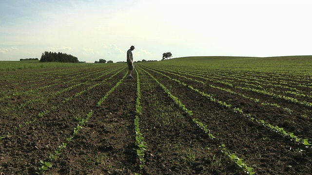 美国威斯康星州哥伦布市，WS SLO MO农民在视察有机大豆田视频素材