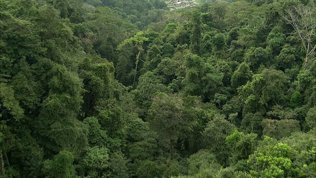 茂密的雨林和玛雅遗址/帕伦克，恰帕斯，墨西哥视频下载